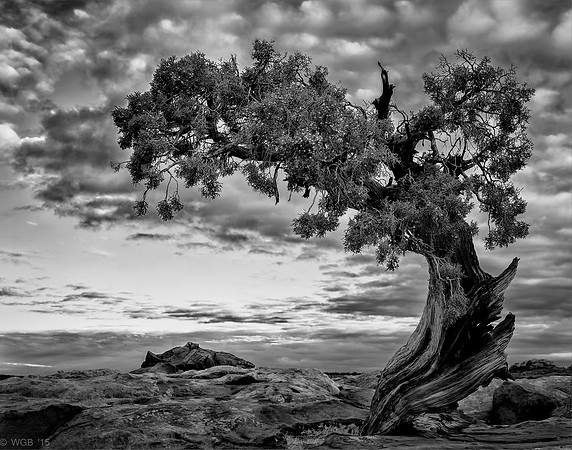 ThirdLeftOnJuniper