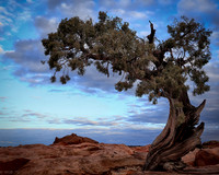 FirstLeftOnJuniper