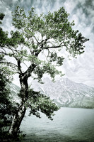 OldFadedTree
