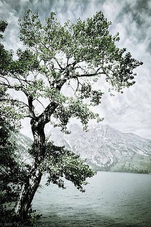 OldFadedTree