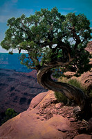 DeadHorseJuniper