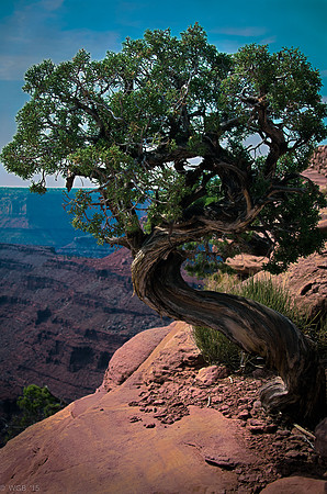 DeadHorseJuniper