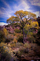 CalfCreekCottonwood