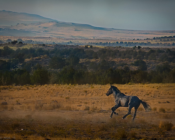 WildFreedom